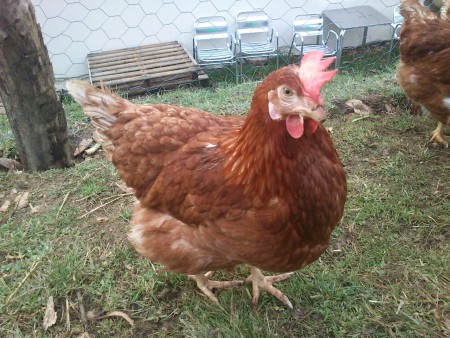 Huevos gallinas ponedoras ( huevo moreno )