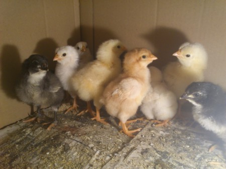  Pollos de Jersey gigante negro