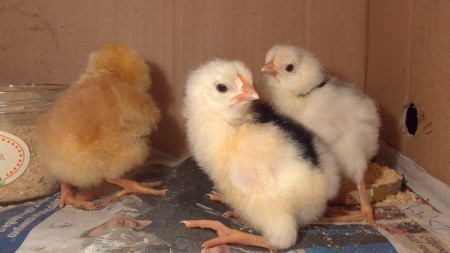 Pollos de Pita Pinta Asturiana blanco y negro