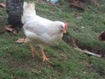 Huevos gallina ponedora raza ligera (huevo blanco )